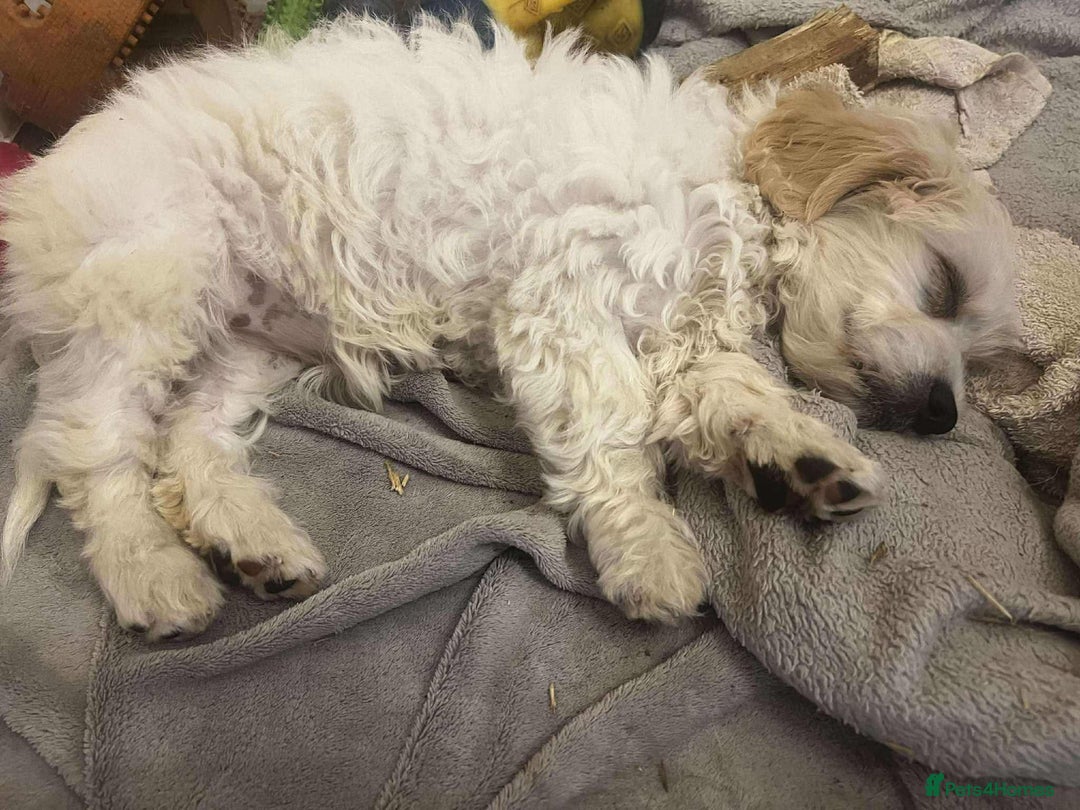 Cavapoo dogs for adoption: Mochi - Hingham Norfolk  - Image 2