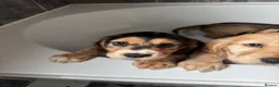 Cocker Spaniel dogs for sale: READY TO LEAVE working cocker spaniel pups - Advert 24