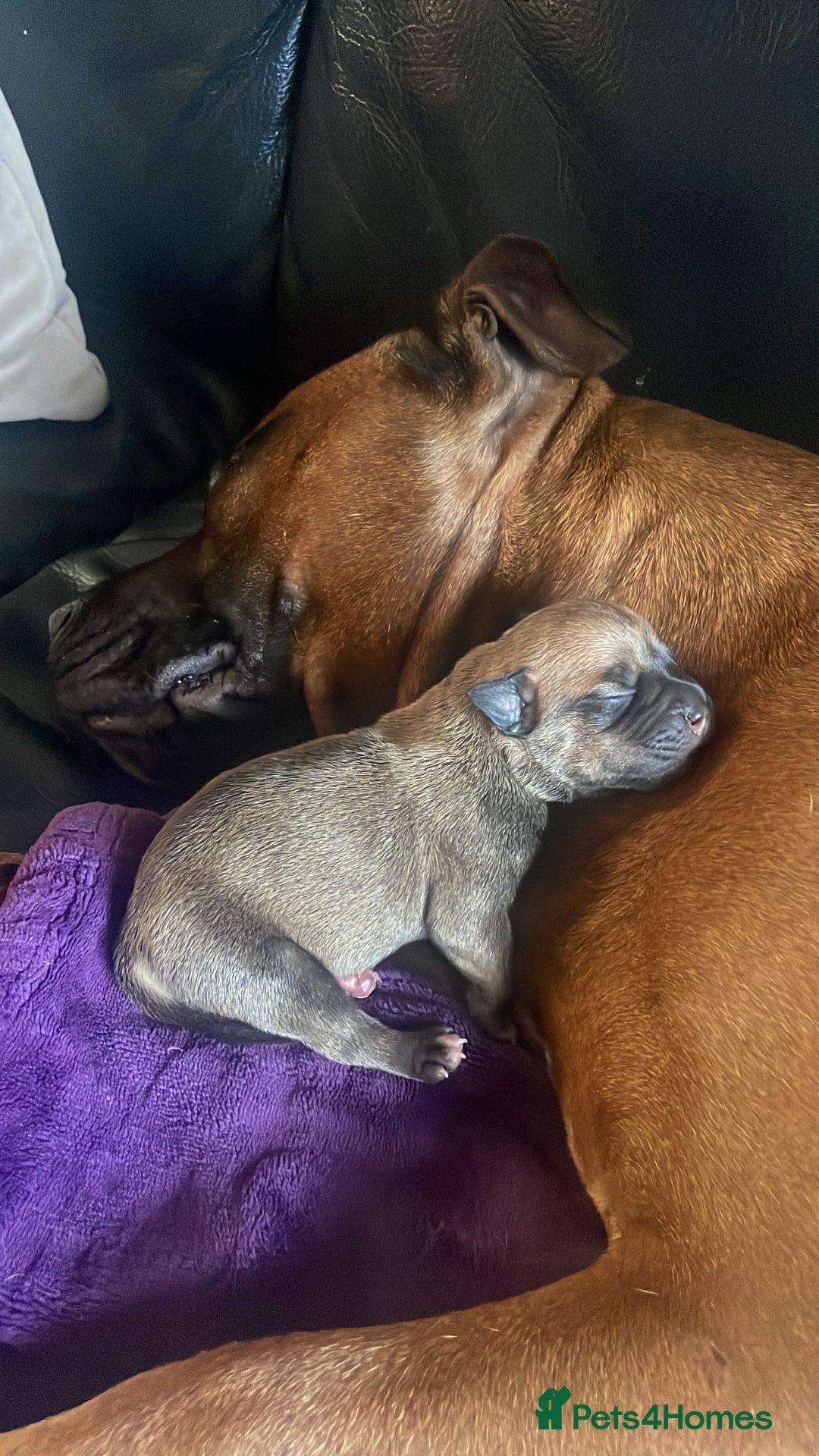 Staffordshire Bull Terrier dogs for sale: Beautiful chunky red staffys  - Advert 5