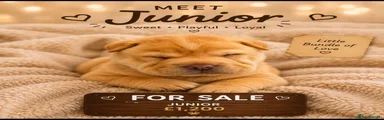 Shar Pei Puppy 3