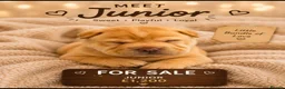 Shar Pei dogs for sale: Shar pei bear coat puppy’s  - Advert 7