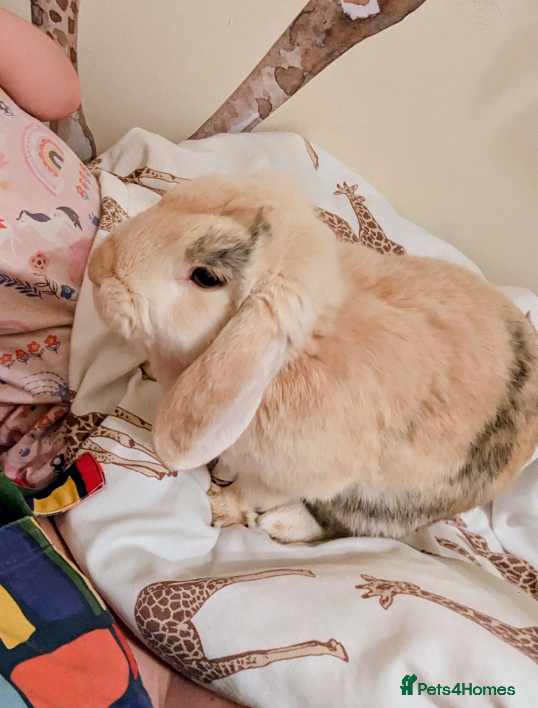 Mixed Breed rabbits for sale: Pair of Bonded Rabbits - Advert 7