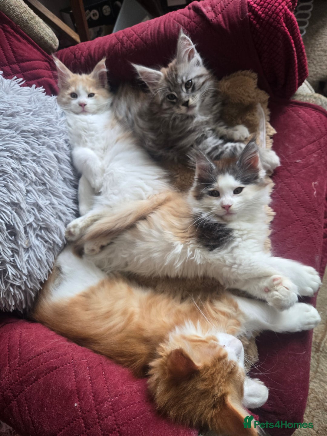 Maine Coon cats for sale: Maine coon kittins  for sale - Image 1