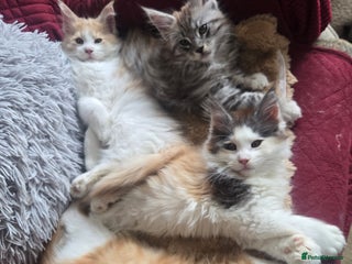 Maine Coon cats - Advert 1