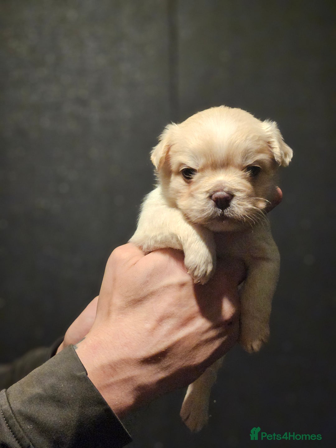 French Bulldog dogs for sale: Fluffy french bulldogs  - Advert 3