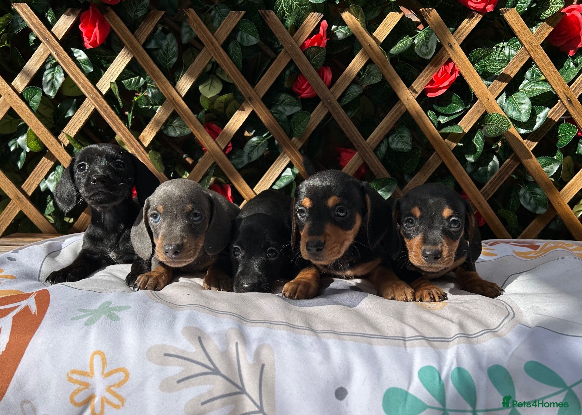 Miniature Dachshund dogs BEAUTIFUL PETIT LITTER OF MINI KC REG PRA CLEAR - Advert 2