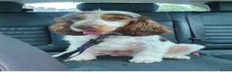 Cocker Spaniel dogs for sale: Cocker spaniel puppies from health tested parents  - Advert 14