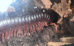Millipedes invertebrates for sale: Giant african millipede with enclosure  - Image 4