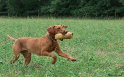 Mixed Breed dogs for sale: Vizla x Fox Red Lab (75/25) Puppies - Image 19