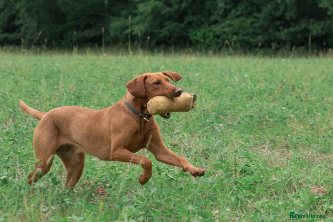Mixed Breed dogs for sale: Vizla x Fox Red Lab (75/25) Puppies - Image 19