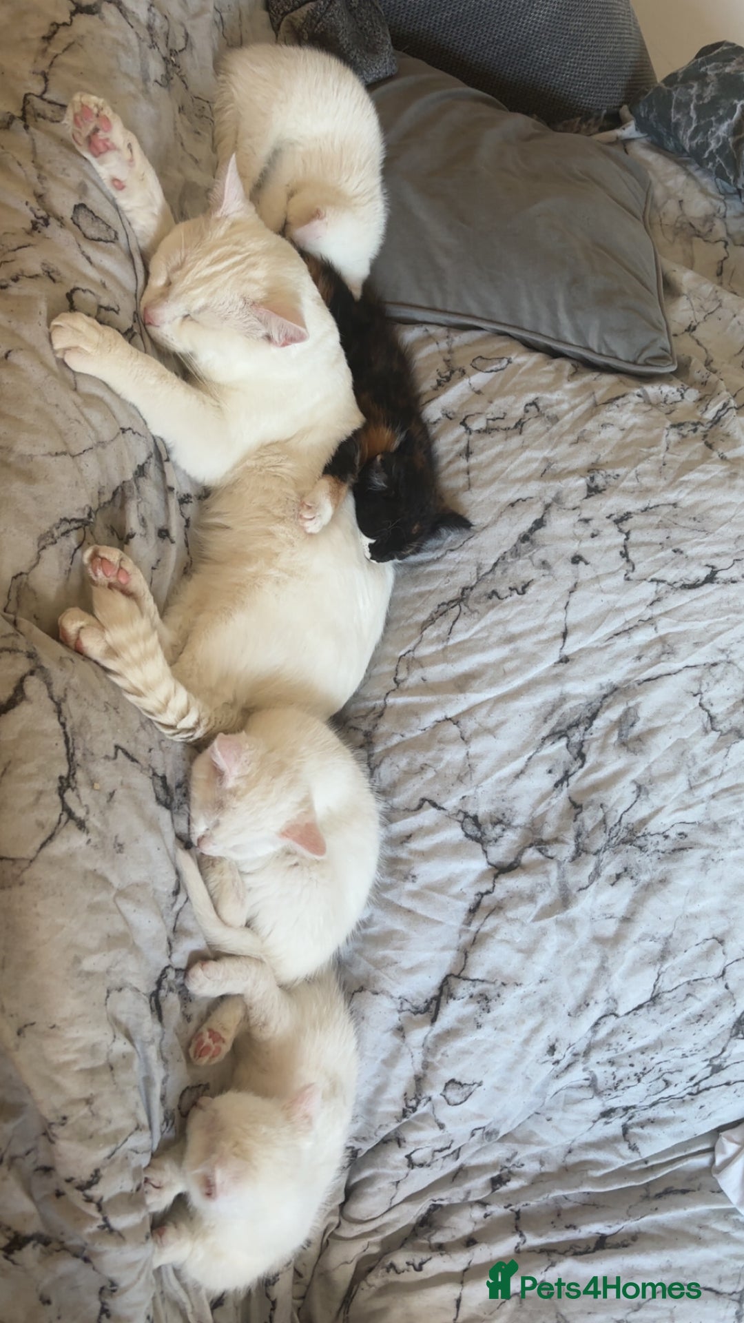 Mixed Breed cats for sale: 4 kittens ready for their new forever homes🏠 - Image 8
