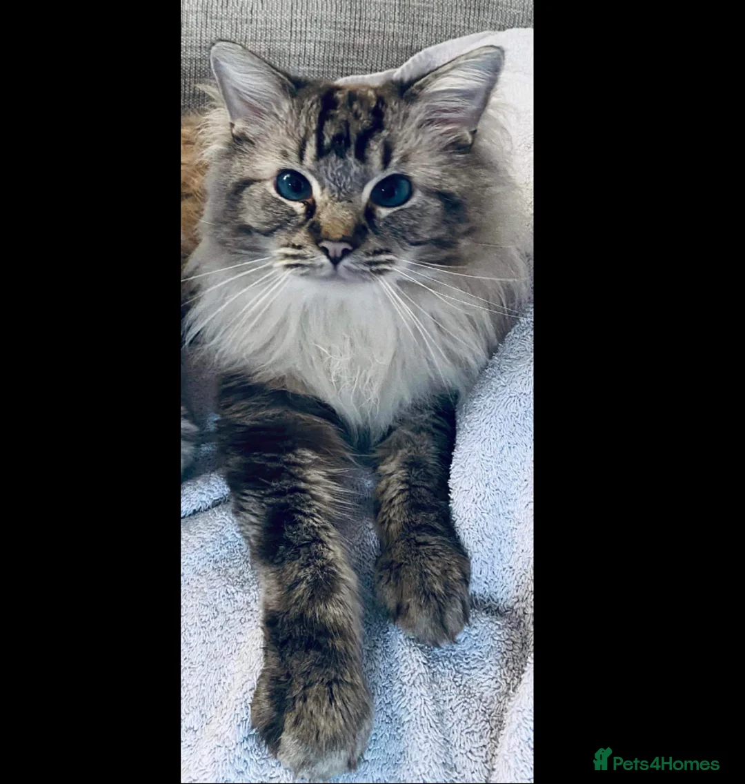 Ragdoll cats for stud: EXPERIENCED PROVEN RARE SEAL LYNX RAGDOLL FOR STUD in Airdrie - Advert 2