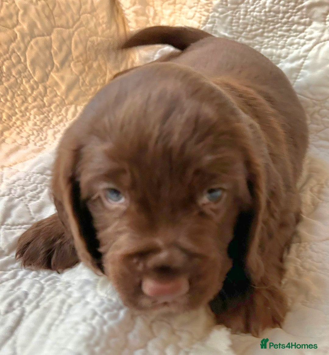 Cocker Spaniel dogs for sale: HEALTH CHECKED KC REG WORKING COCKER SPANIELS  - Advert 7