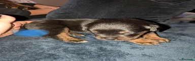 Boxweiler 1