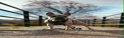 French Bulldog dogs for sale: The most loving French bulldog for sale  - Advert 6