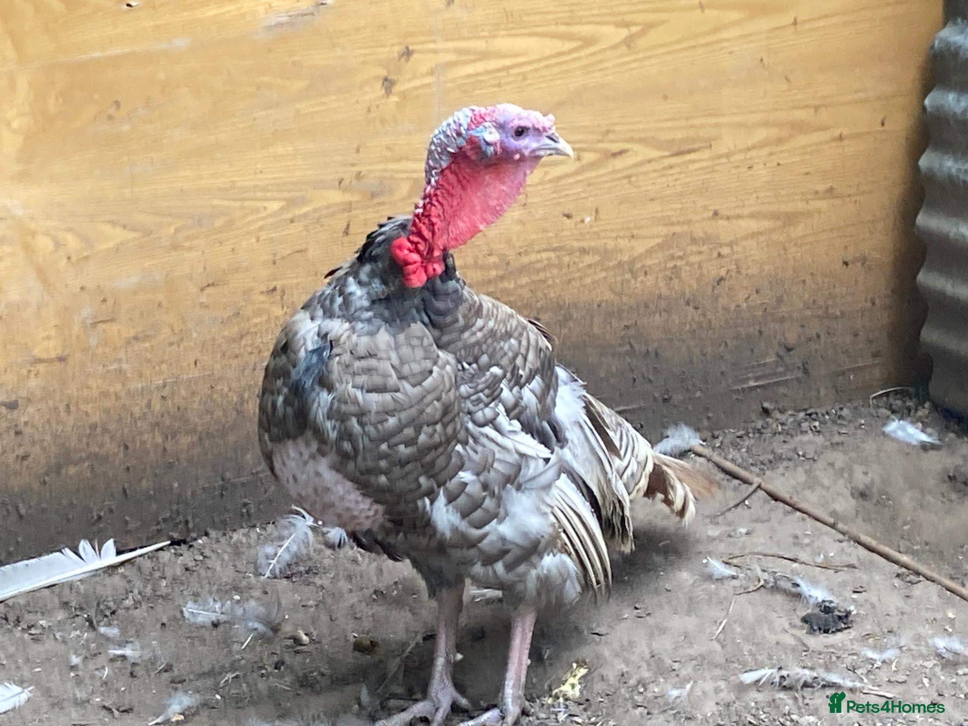 Turkeys poultry Lavender Turkey Breeding stag - Advert 2