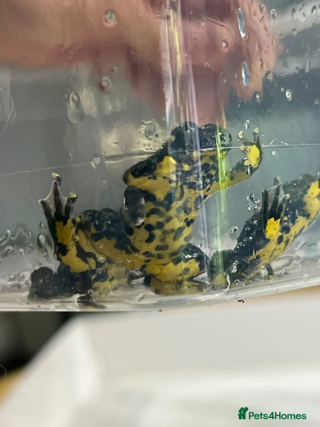 Toad reptiles for sale: “Bombina variegata” Toads - Advert 1