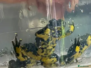 Toad reptiles “Bombina variegata” Toads - Advert 1