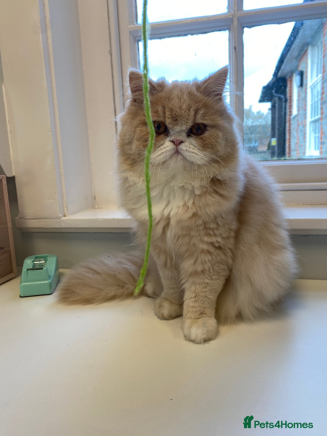 Persian cats for sale: Alvin - Advert 1