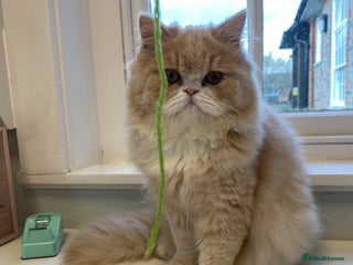 Persian cats Alvin - Advert 1