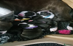 Boston Terrier dogs for sale: Stunning true to type wildax litter - Image 15