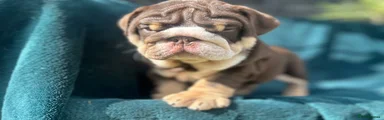 English Bulldog 2
