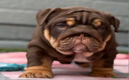 English Bulldog dogs for sale: Exceptional English Bulldog Puppies - Image 11