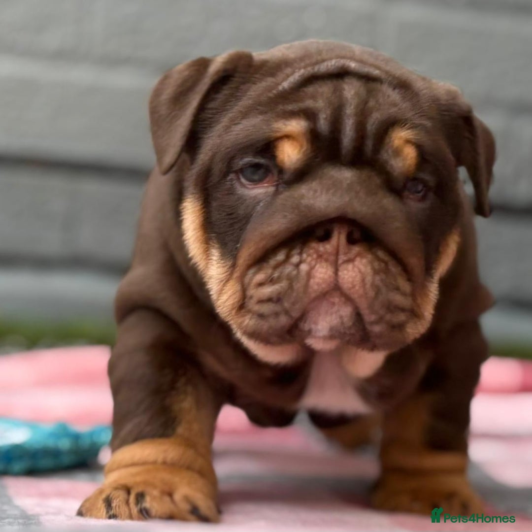 English Bulldog dogs for sale: Exceptional English Bulldog Puppies - Image 11