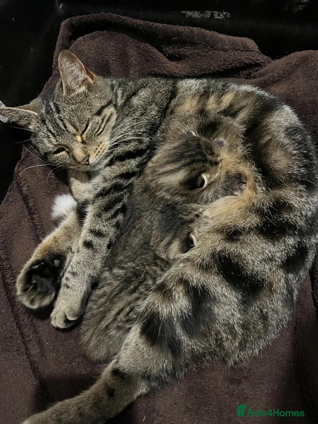 Bengal cats for sale: Bengal kittens - Advert 1