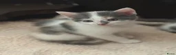 Domestic Shorthair cats for sale: Stunning energetic kittens - Advert 7