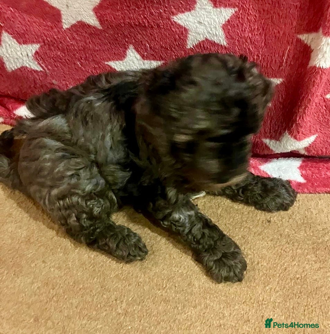 Poochon dogs for sale: Gorgeous Merle boy Poochon Puppy - Advert 6
