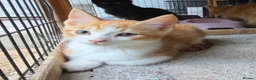 Persian cats for sale: Lovely half persian kitten - Advert 3