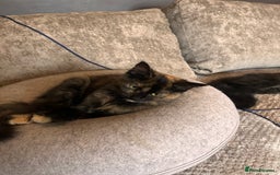 Ragdoll cats for sale: Calico Ragdolls - Image 12