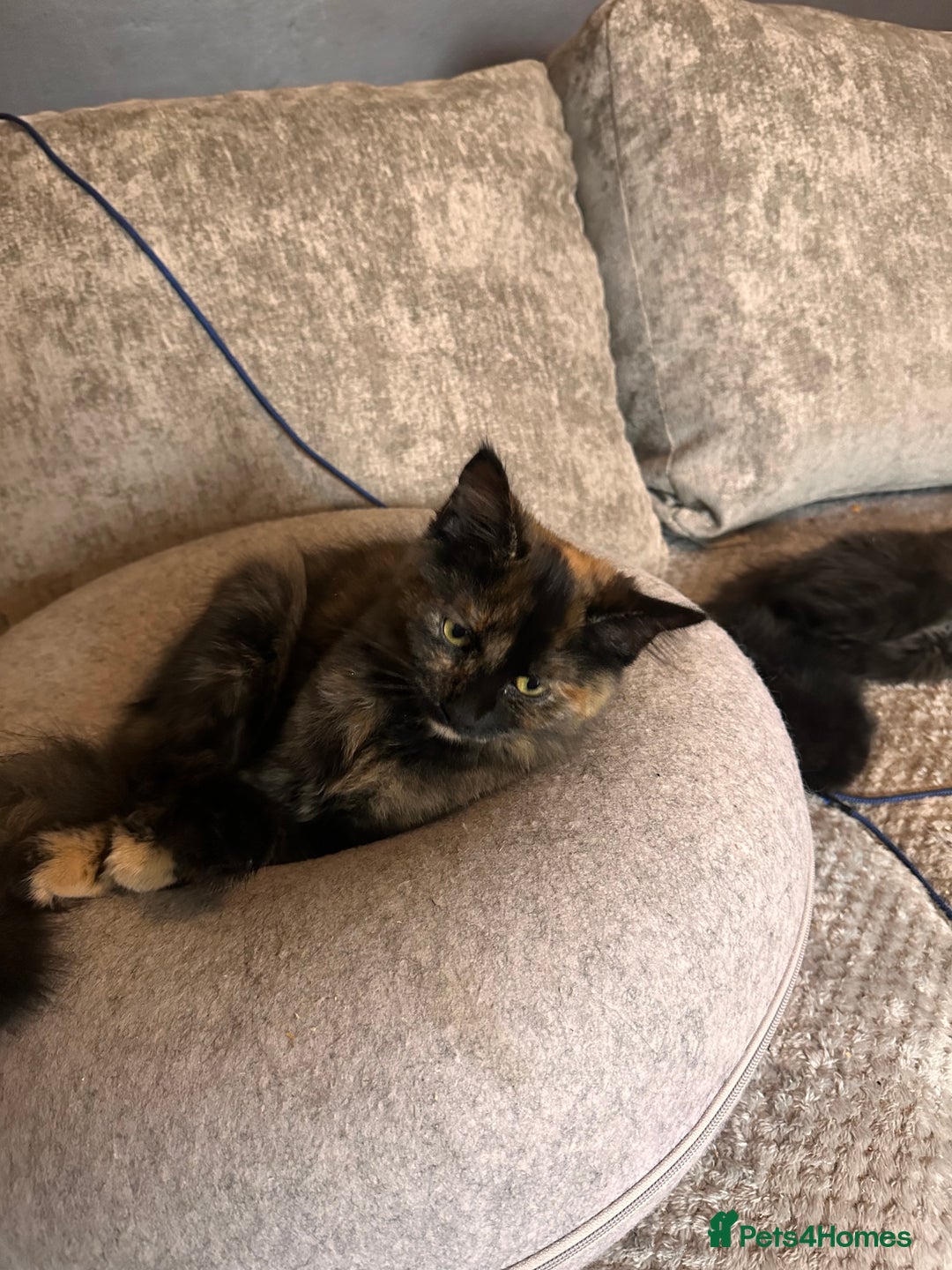 Ragdoll cats for sale: Calico Ragdolls - Image 12