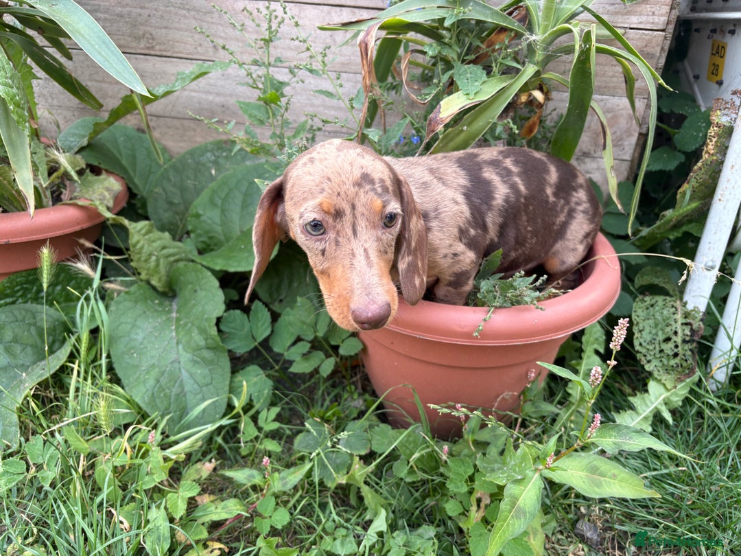 Miniature Dachshund dogs for sale:  Chocolate apple Miniature Dutch hound - Image 11