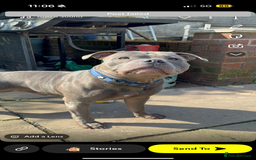 Staffordshire Bull Terrier dogs for stud: Blue staff Stud - Image 3
