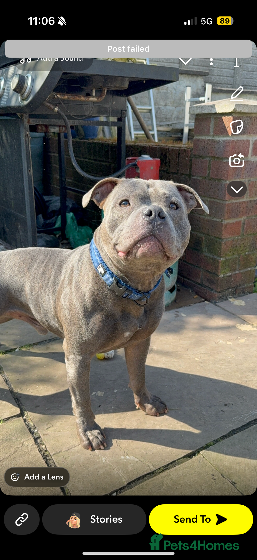 Staffordshire Bull Terrier dogs for stud: Blue staff Stud - Image 3