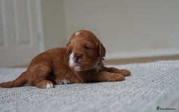Cavapoo dogs for sale: Beautiful toy Cavapoo puppies 🐶 🐾 - Image 16