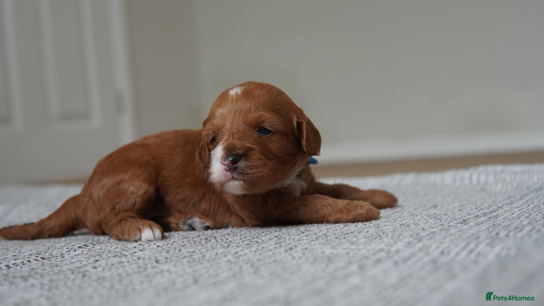 Cavapoo dogs for sale: Beautiful toy Cavapoo puppies 🐶 🐾 - Image 16