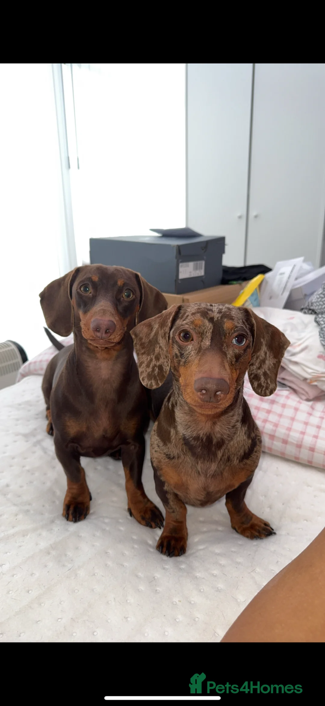 Miniature Dachshund dogs for sale: Miniature Dachshund - KC registered  - Advert 2