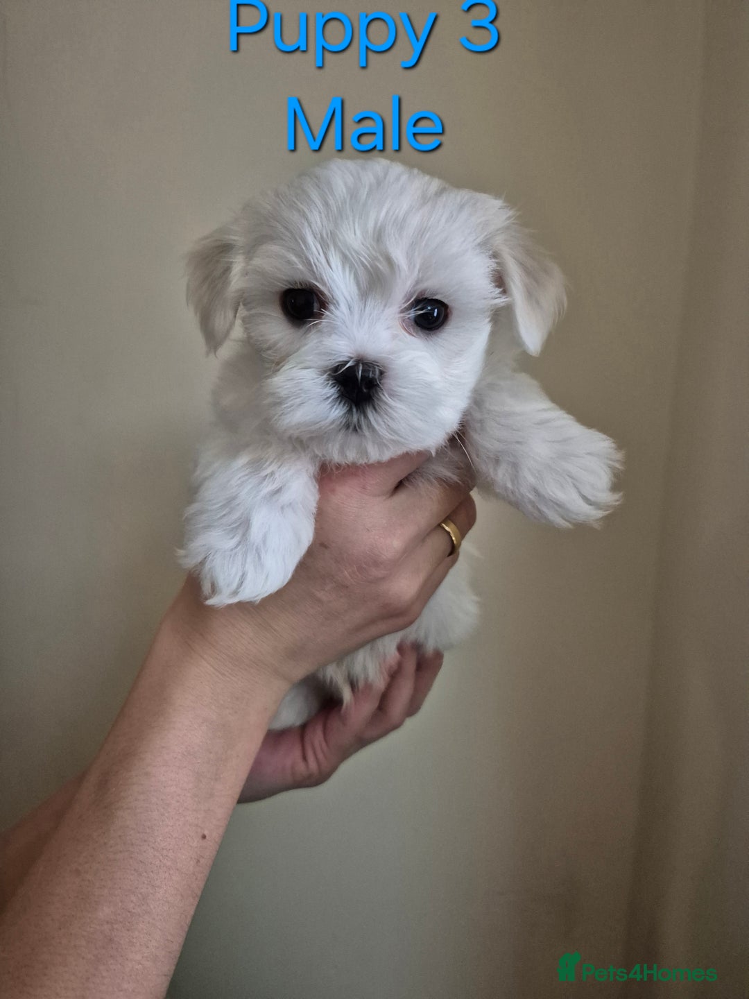 Maltese dogs for sale: Maltese Mini - Image 3