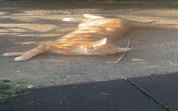 Mixed Breed cats for sale: 1 year old ginger male cat for rehoming - Image 3