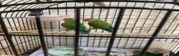 Lovebirds birds for sale: African Lovebirds (male & female) - Advert 4