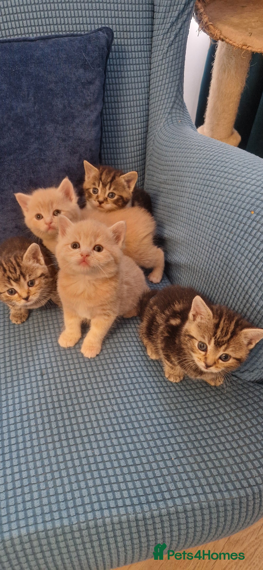 British Shorthair cats for sale: Cute british-shorthair kittens  - Image 11
