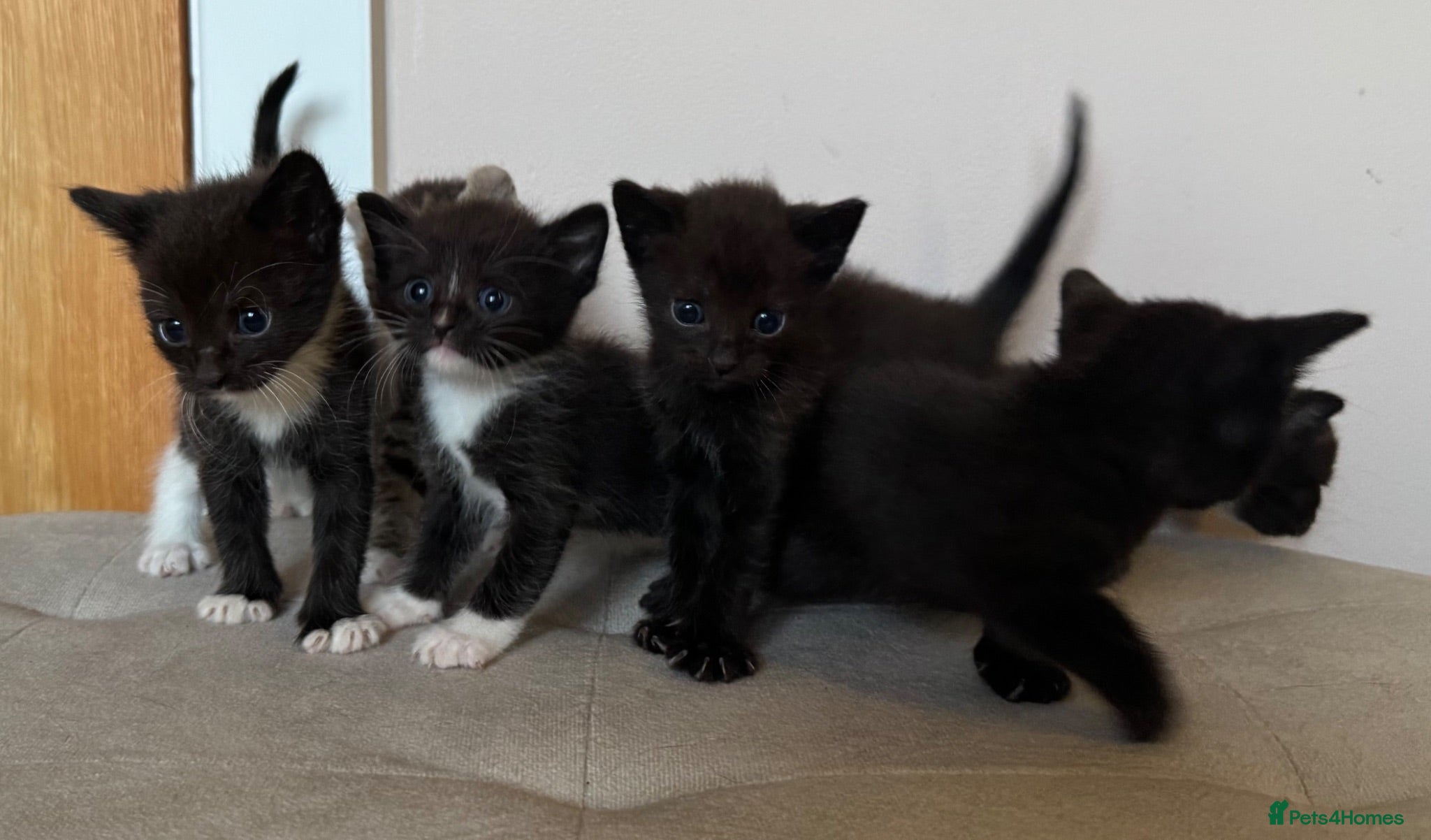 Mixed Breed cats Sphynx cross kittens x6 - Advert 6