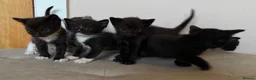Mixed Breed cats for sale: Sphynx cross kittens x6 - Advert 1