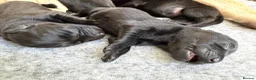Labrador Retriever dogs for sale: Beautiful lab pups for sale. From superb parents  - Advert 3