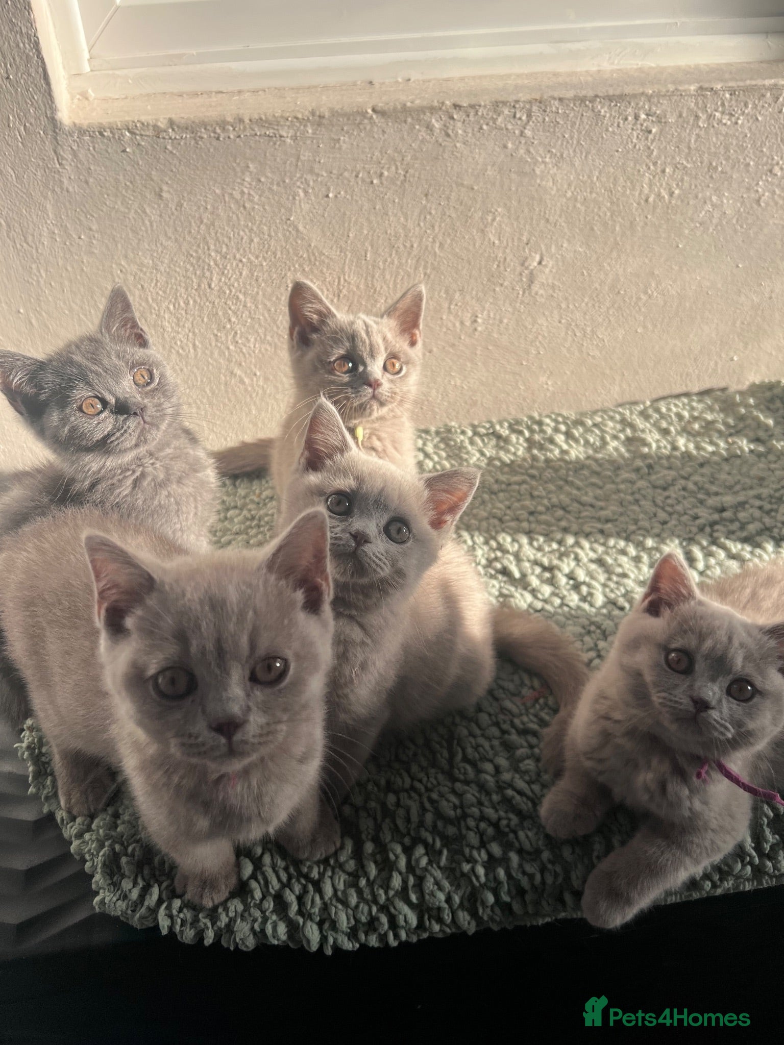 British Shorthair cats GCCF Registered BSH kittens - READY SOON!!  - Advert 1