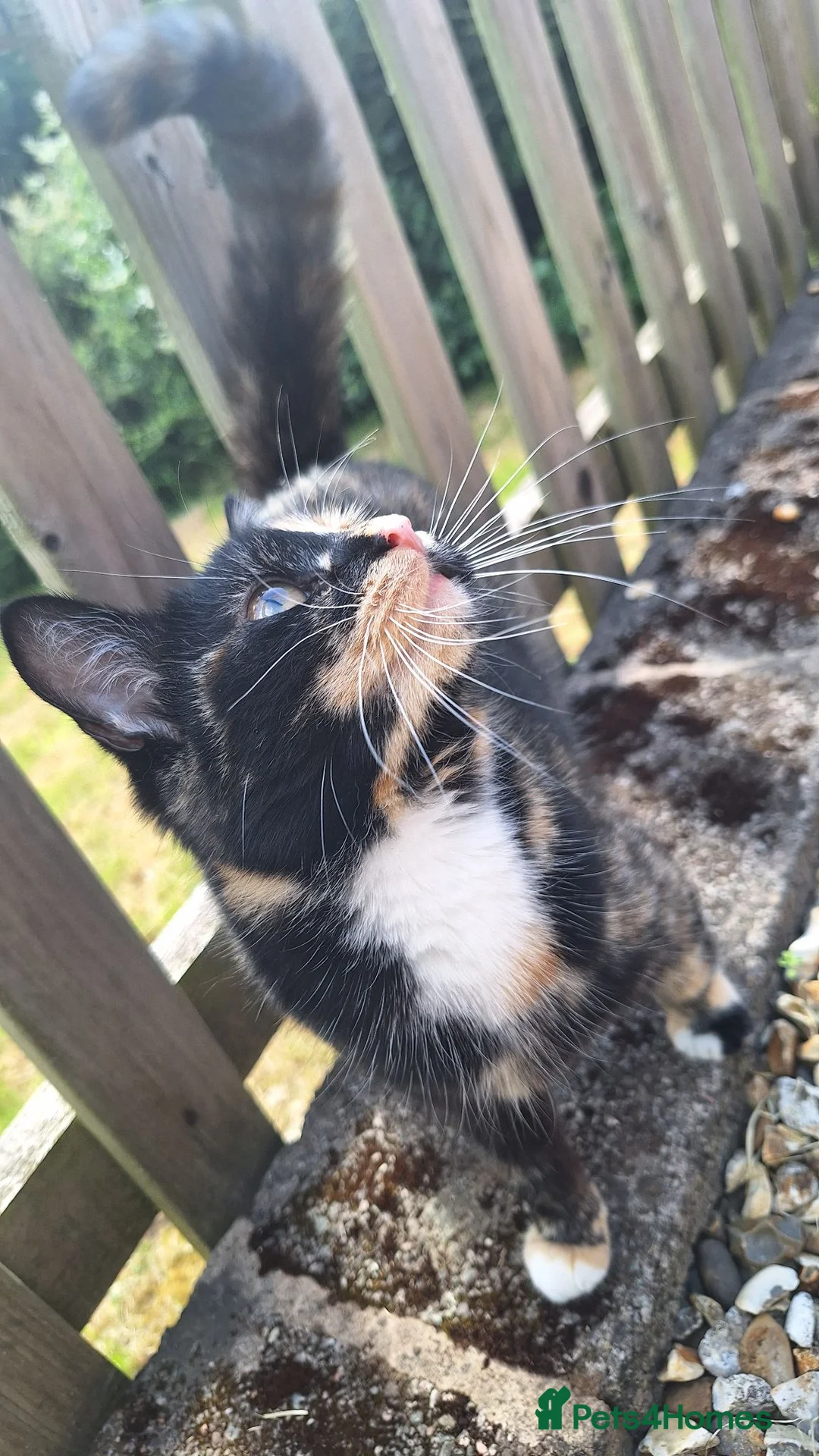 Mixed Breed cats for sale: 😼🩷Kittens looking for their forever homes💕 in Telford - Advert 2