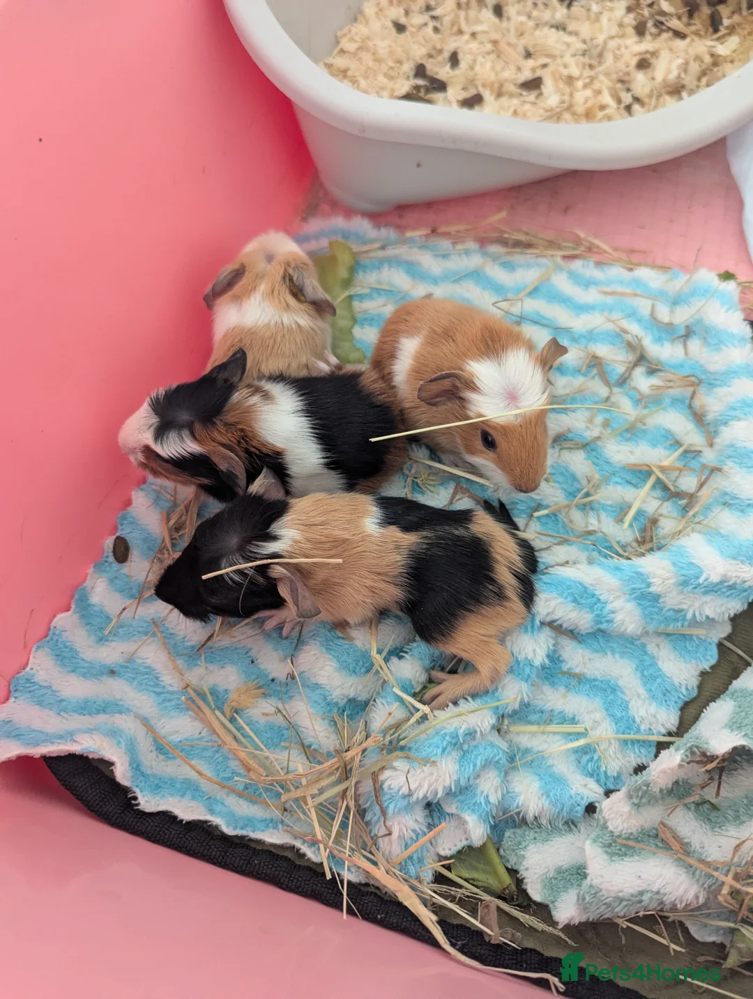 Guinea Pig rodents for sale: Beautiful Guinea pigs available soon. - Advert 2